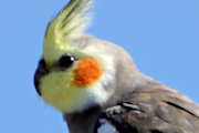 Cockatiel (Nymphicus hollandicus)